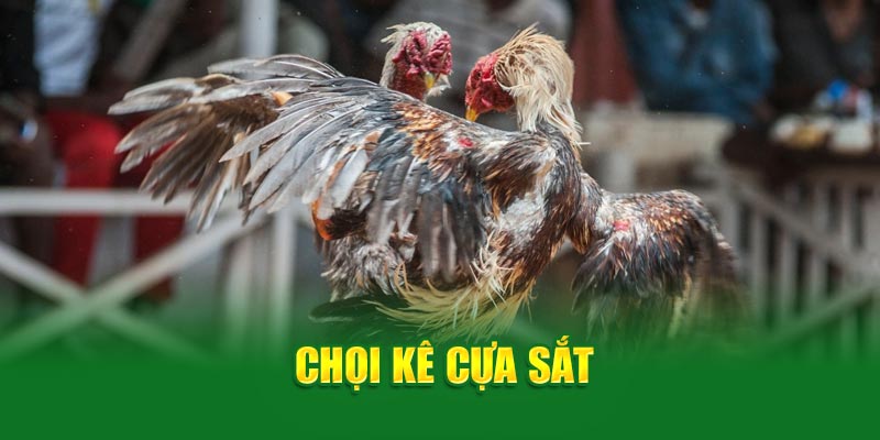 Đá gà cựa sắt 69vn